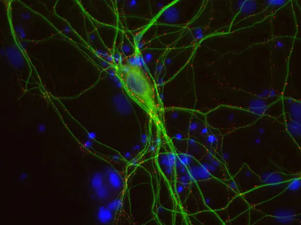 Gephyrin Recombinant rabbit - image 1